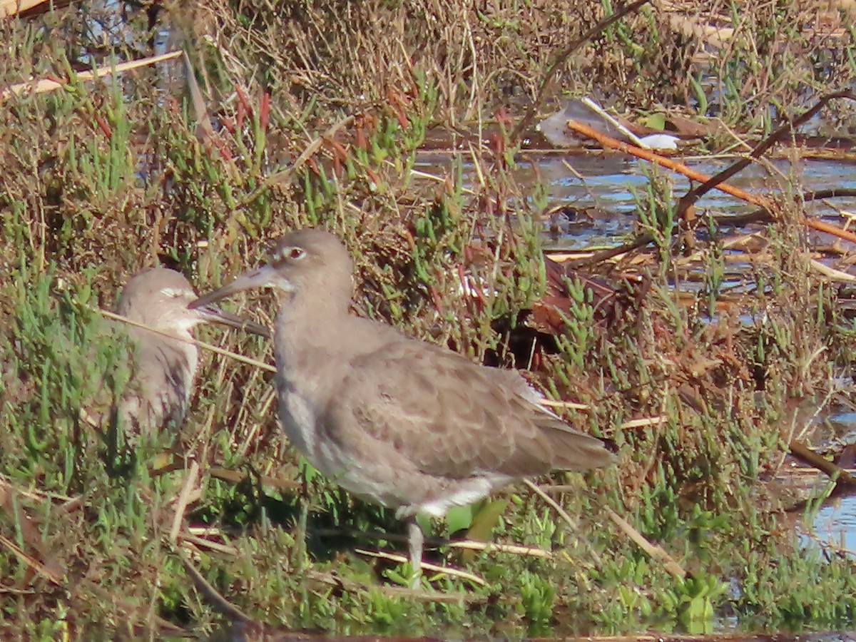 Willet (Western) - ML646261983