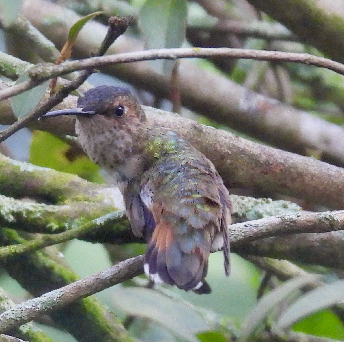 Rufous/Allen's Hummingbird - ML646261986