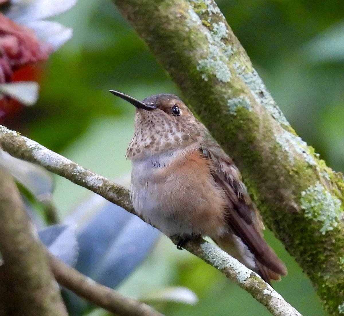 Rufous/Allen's Hummingbird - ML646261987