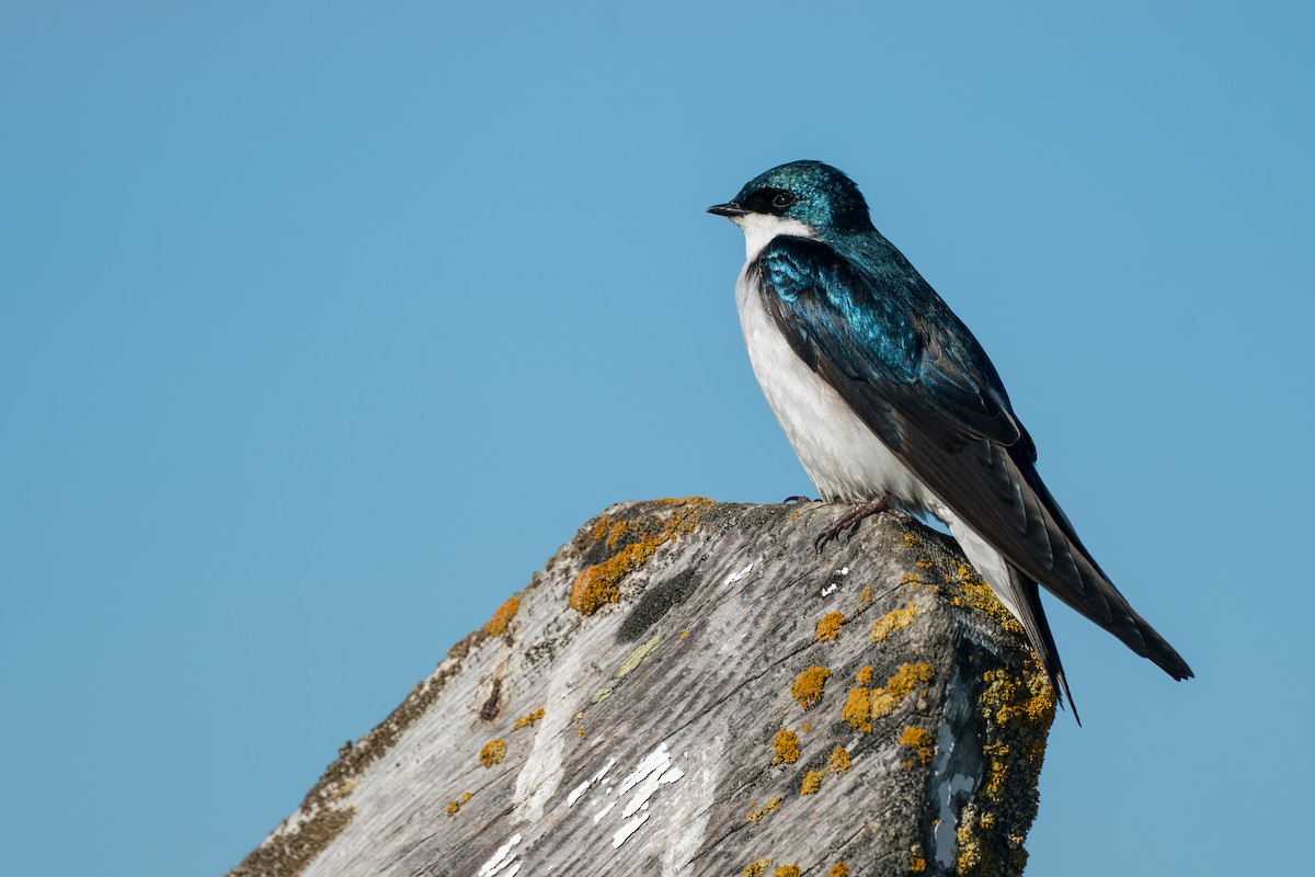 Elai kolorebikoa - ML646261988