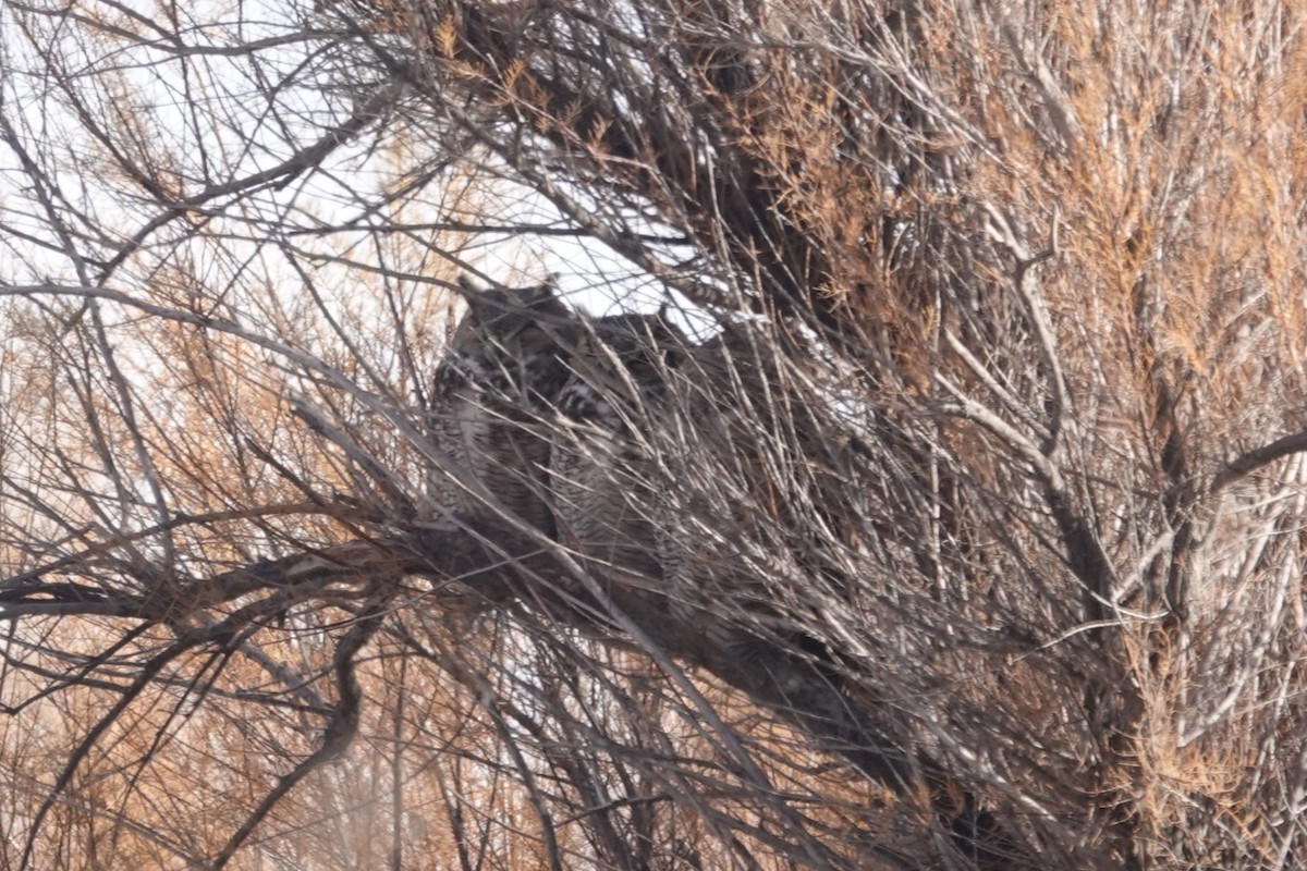 Great Horned Owl - ML646261993