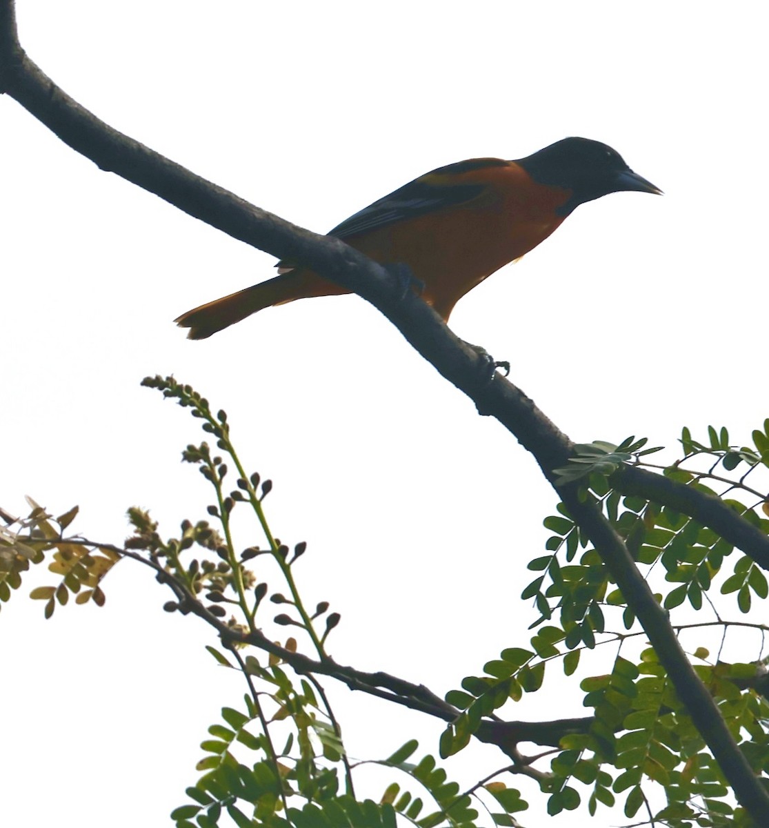 פזאי צפוני - ML646261995
