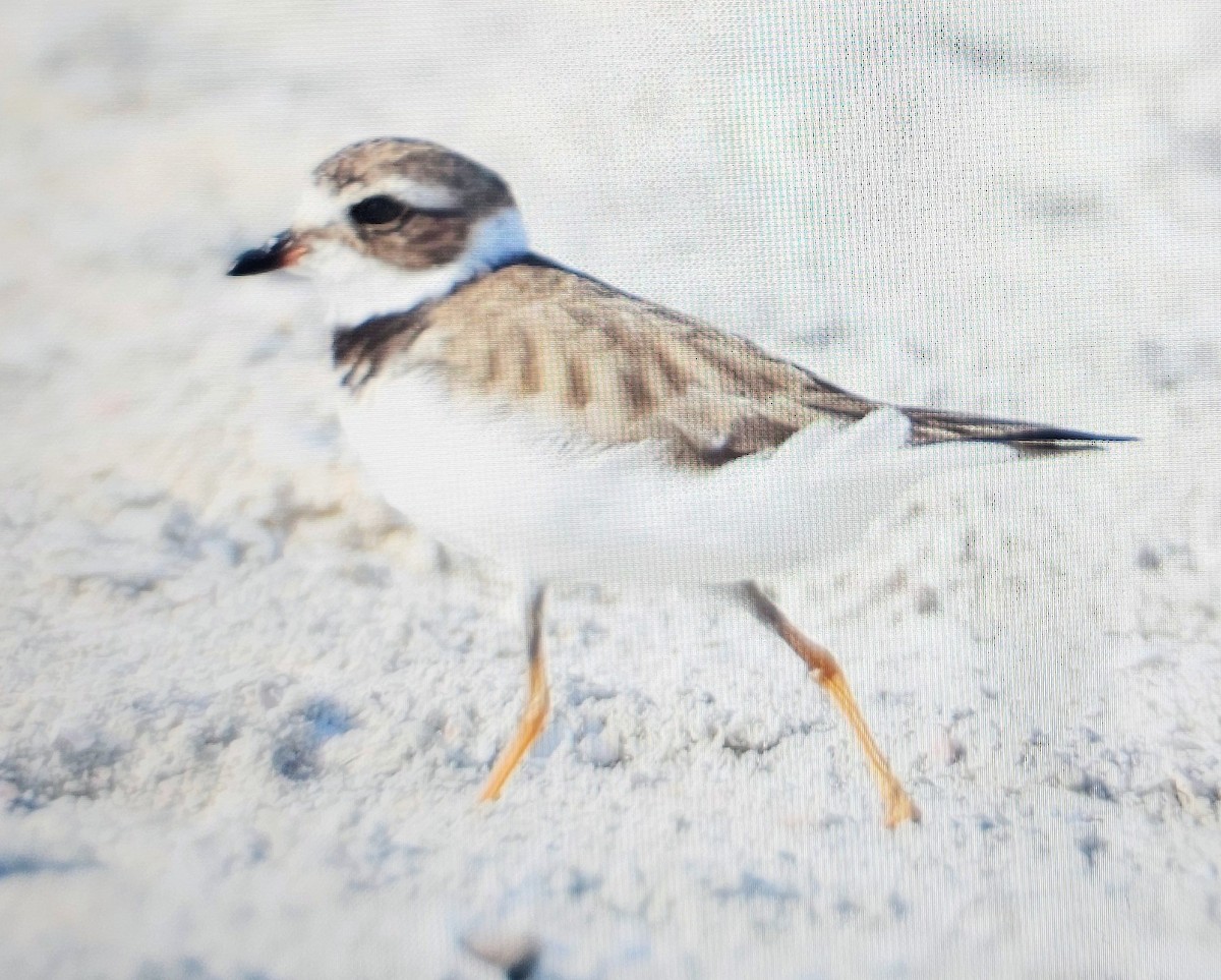 ミズカキチドリ - ML646262002