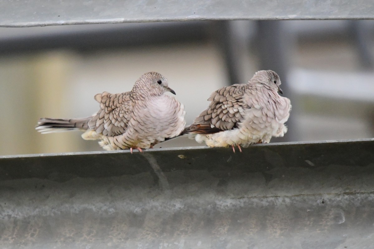 Inca Dove - ML646262006