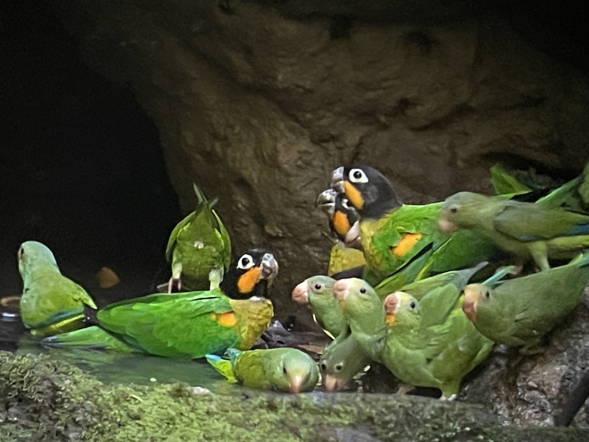 Orange-cheeked Parrot - ML646262008