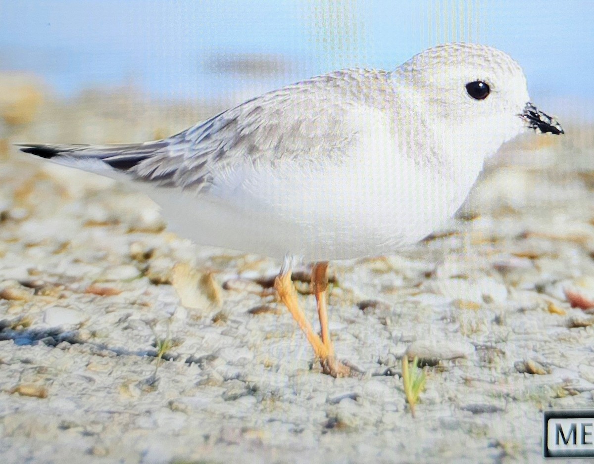 Islıkçı Cılıbıt - ML646262010