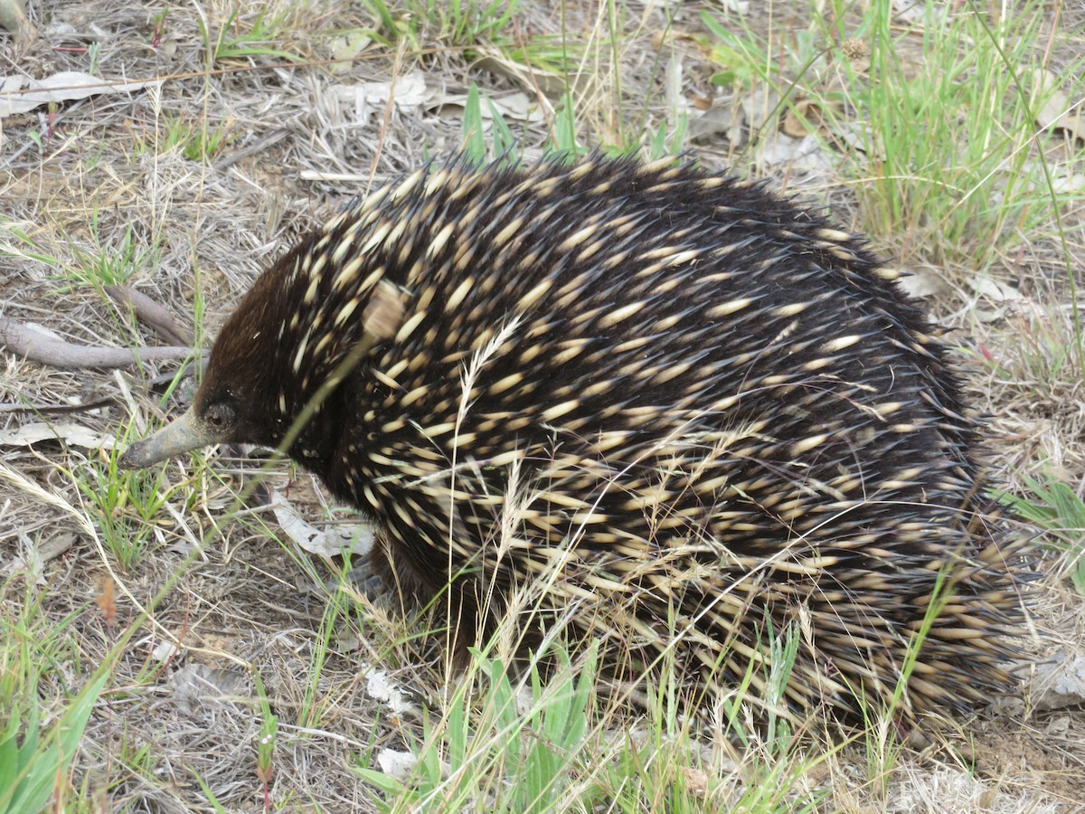 Short-beaked Echidna - ML646262013