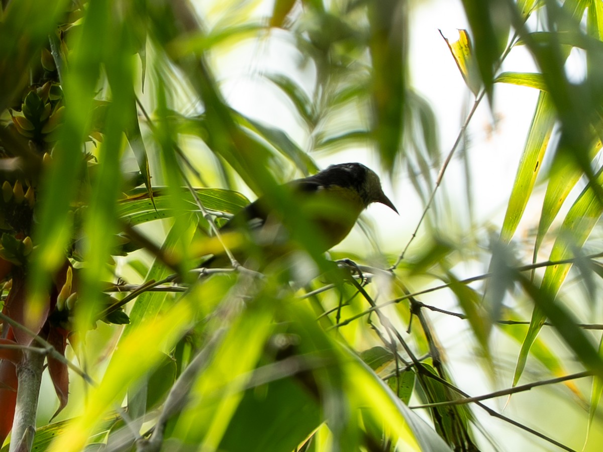 Цереба - ML646262016