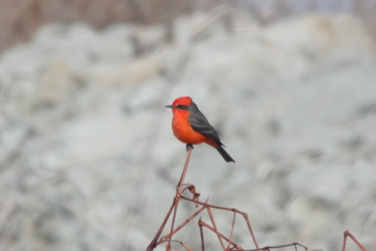 Vermilion Flycatcher - ML646262017