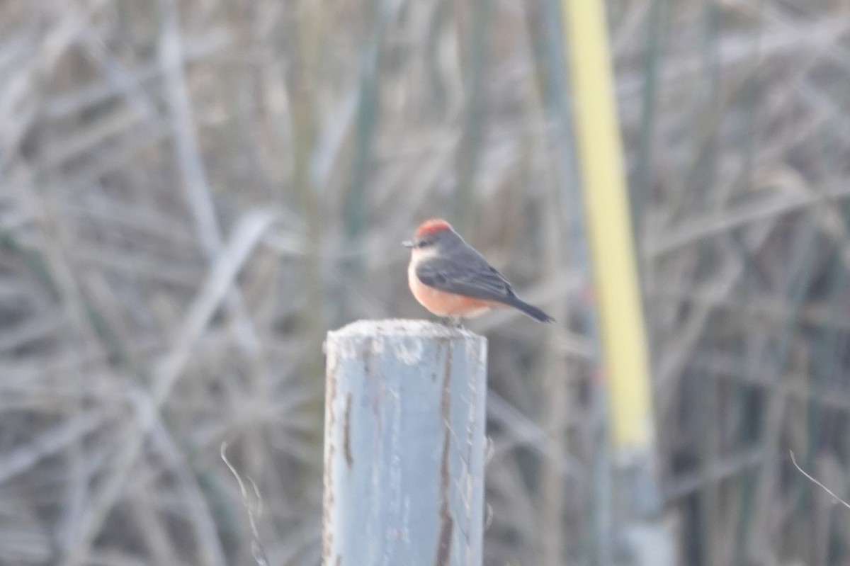 Vermilion Flycatcher - ML646262018