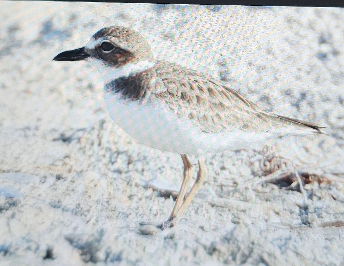 Wilson's Plover - ML646262019