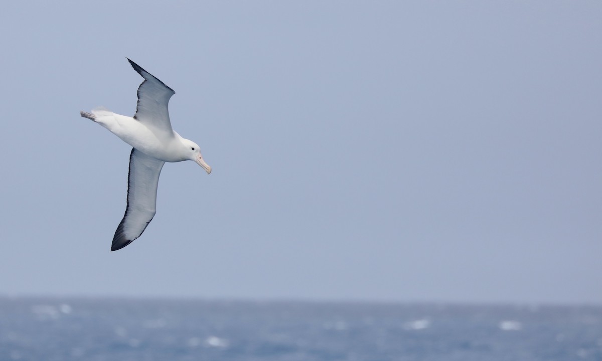 Southern Royal Albatross - ML646262027