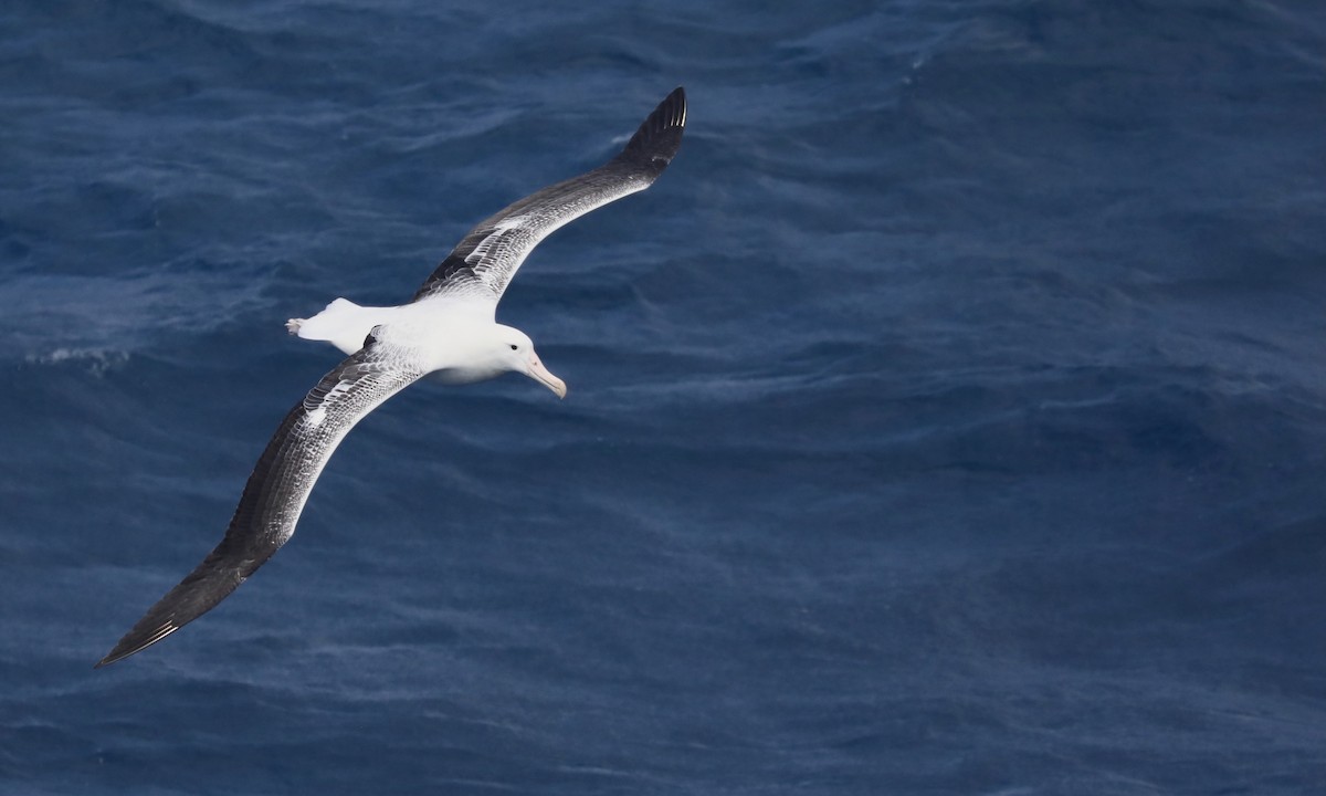 Southern Royal Albatross - ML646262028