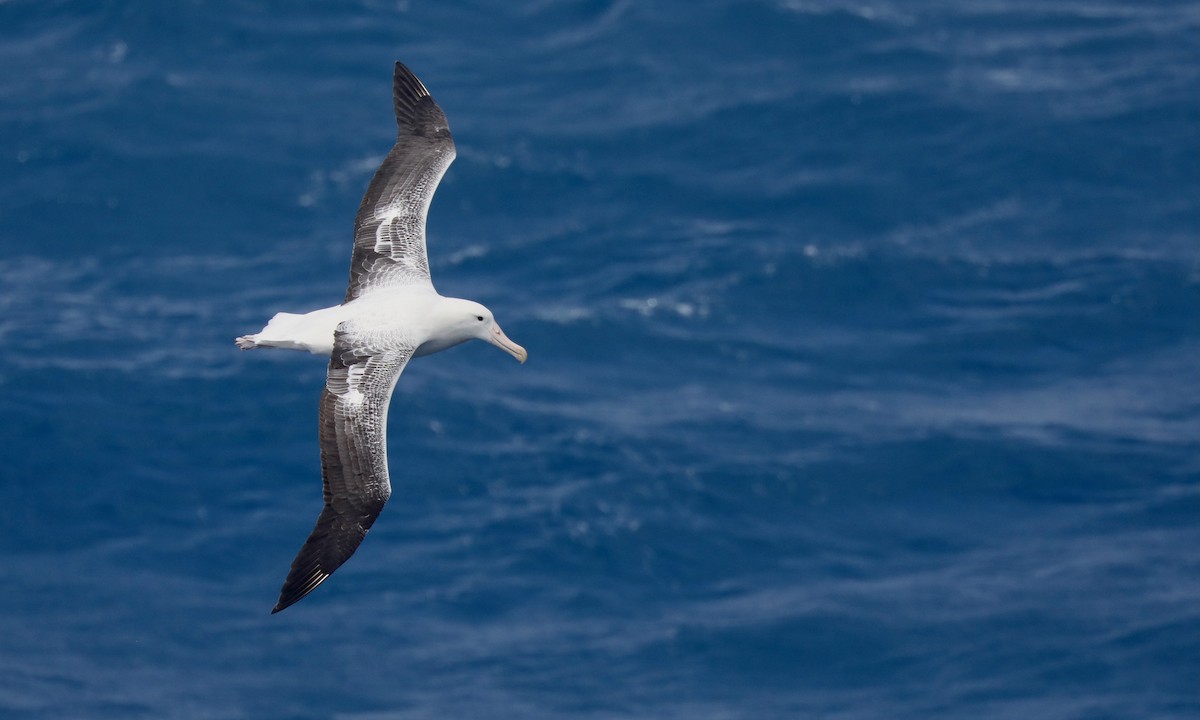 Southern Royal Albatross - ML646262029