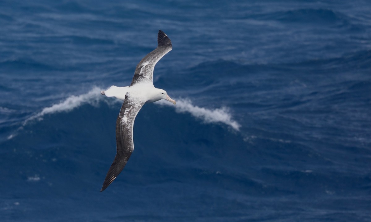 Southern Royal Albatross - ML646262030