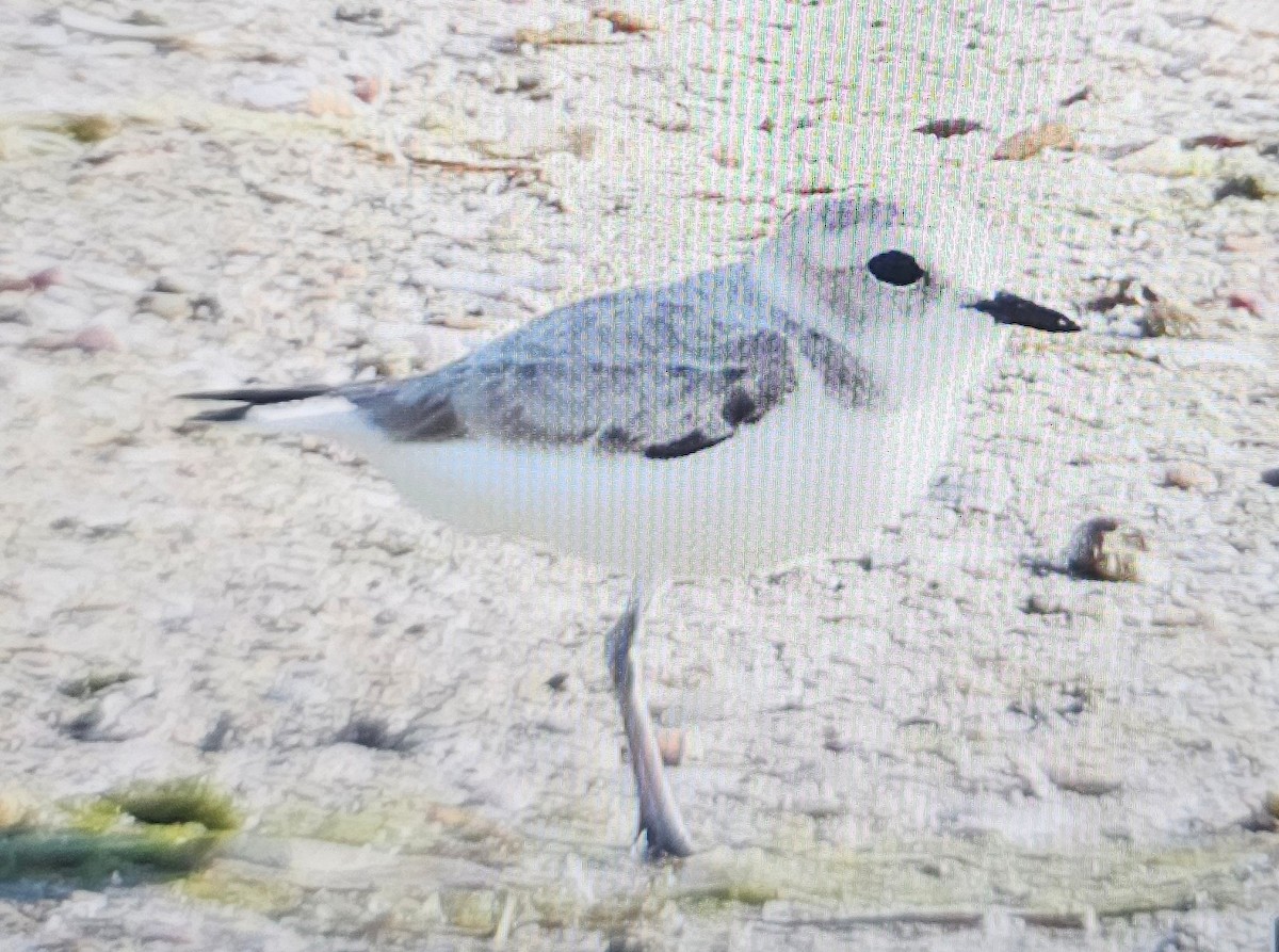 Snowy Plover - ML646262031