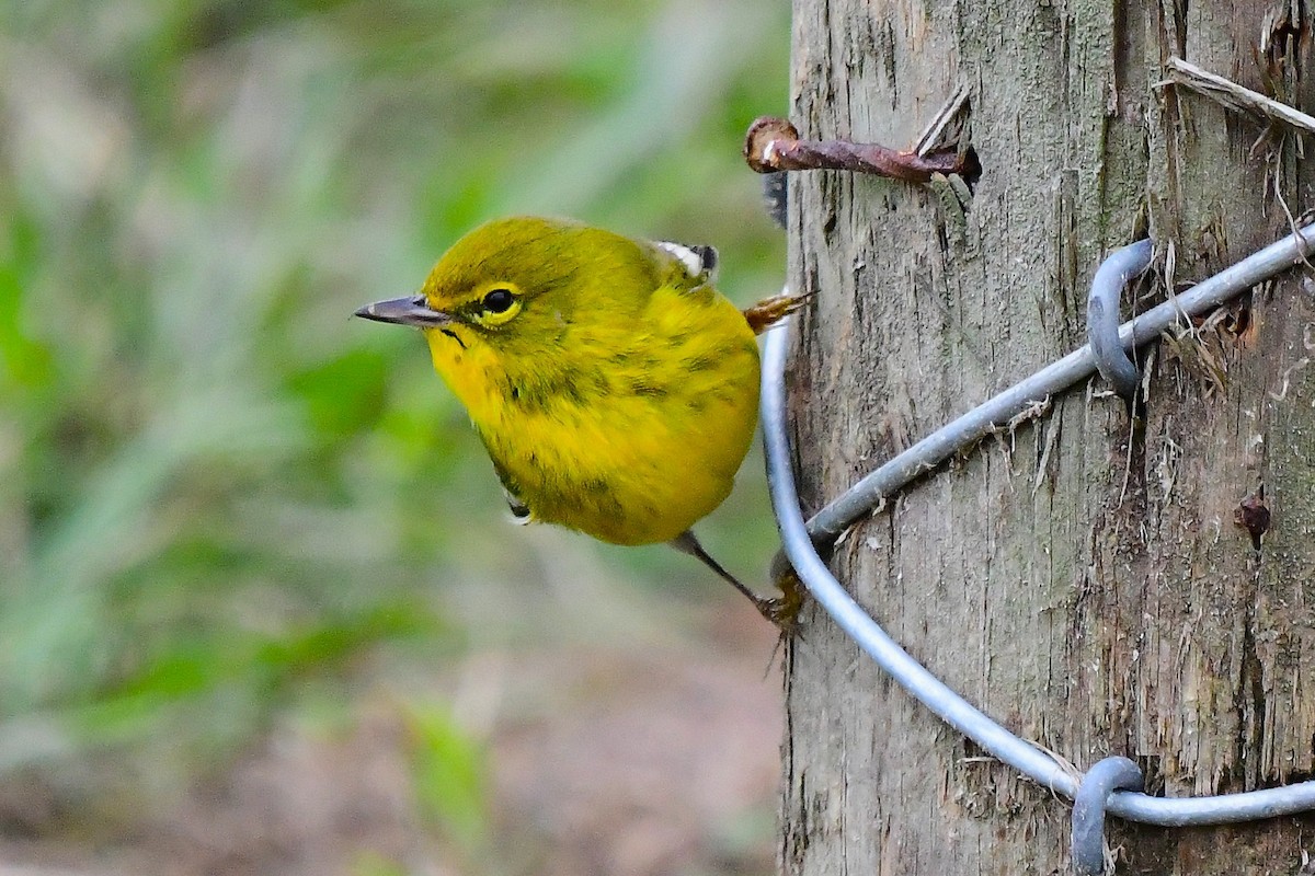 Pine Warbler - ML646262032