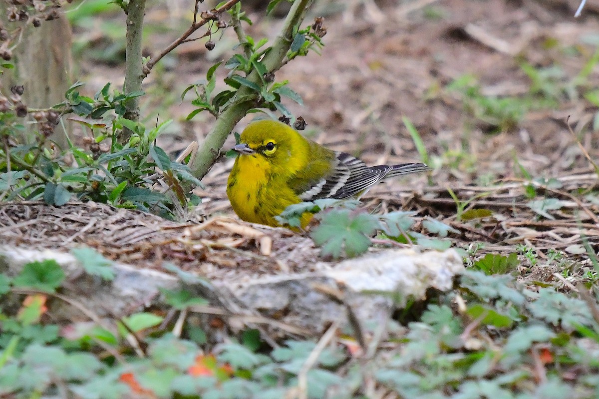 Pine Warbler - ML646262033