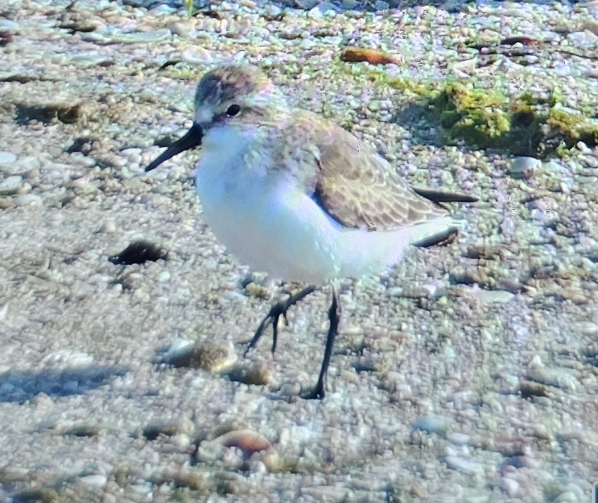 Western Sandpiper - ML646262039