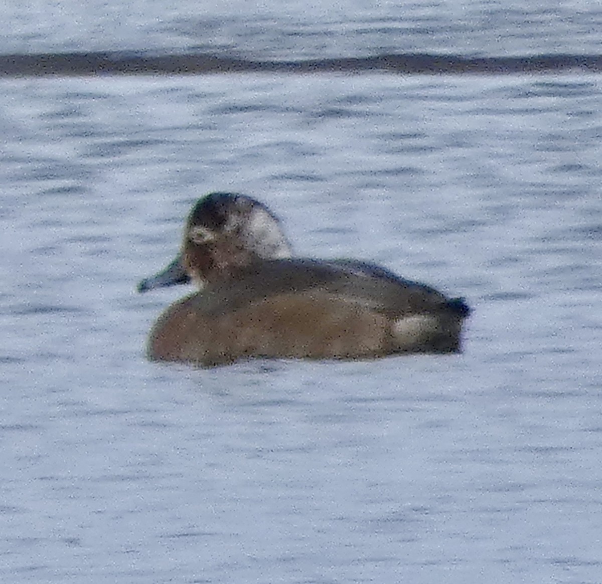 Redhead - ML646262046