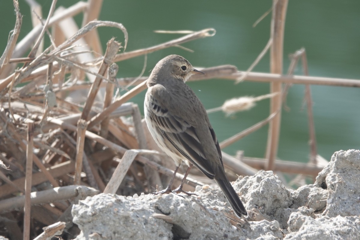 American Pipit - ML646262048