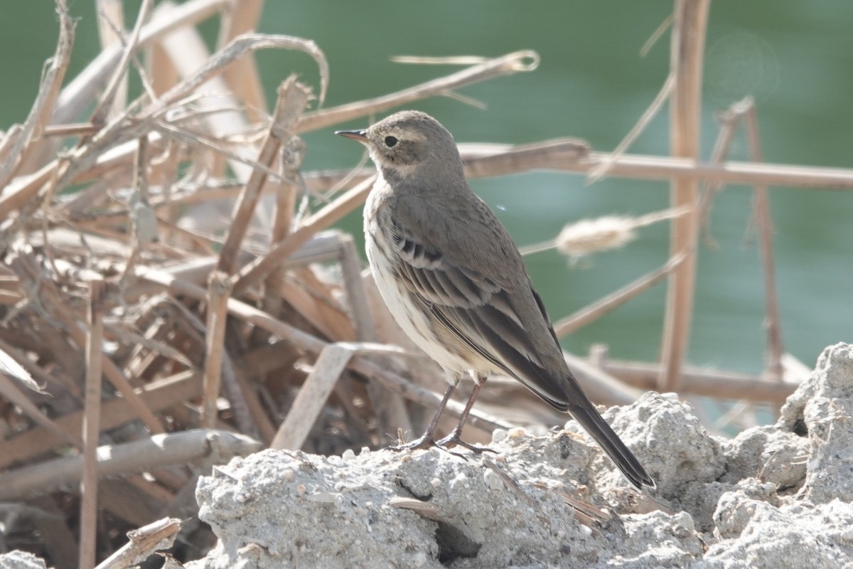 American Pipit - ML646262049