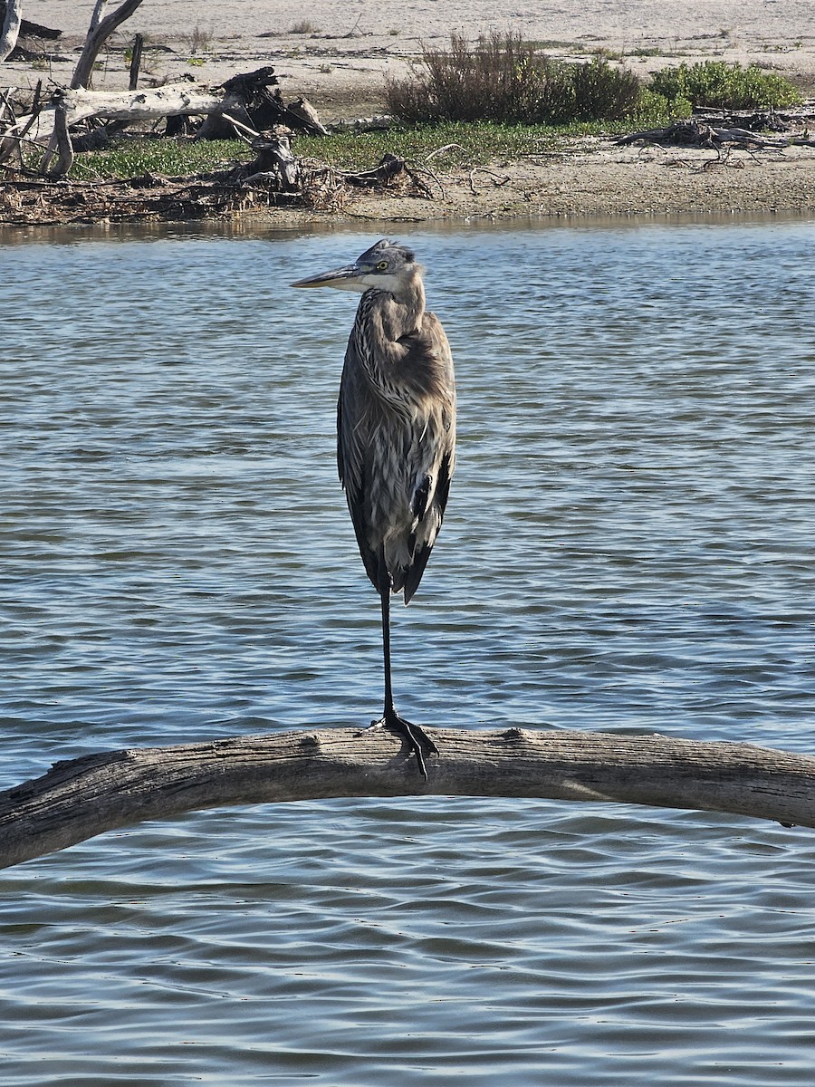 Great Blue Heron - ML646262058