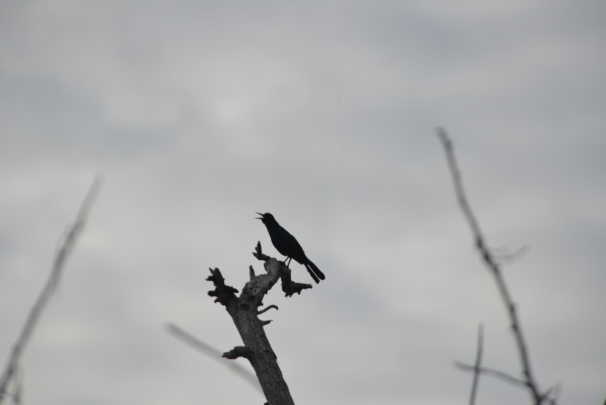 キタオナガクロムクドリモドキ - ML646262059