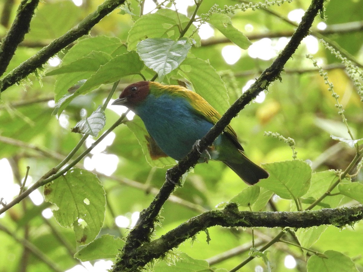Bay-headed Tanager - ML646262065