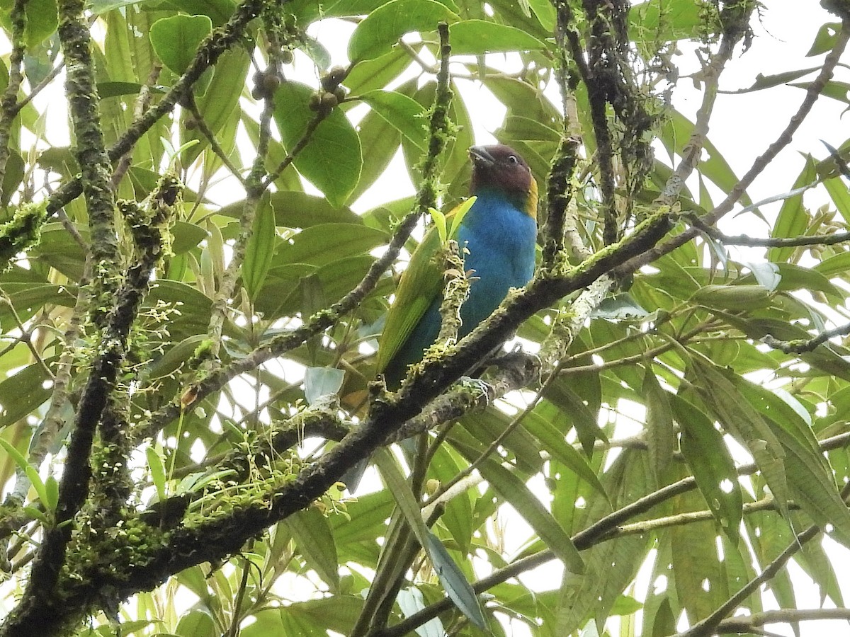 Bay-headed Tanager - ML646262066
