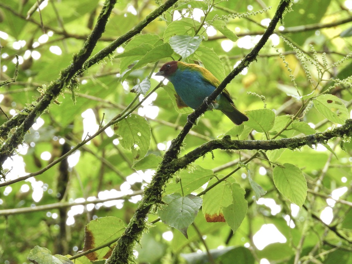 Bay-headed Tanager - ML646262067