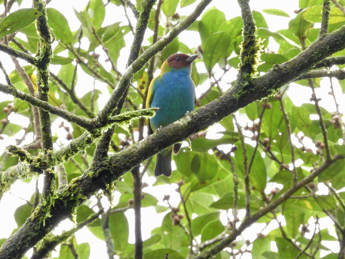 Bay-headed Tanager - ML646262068