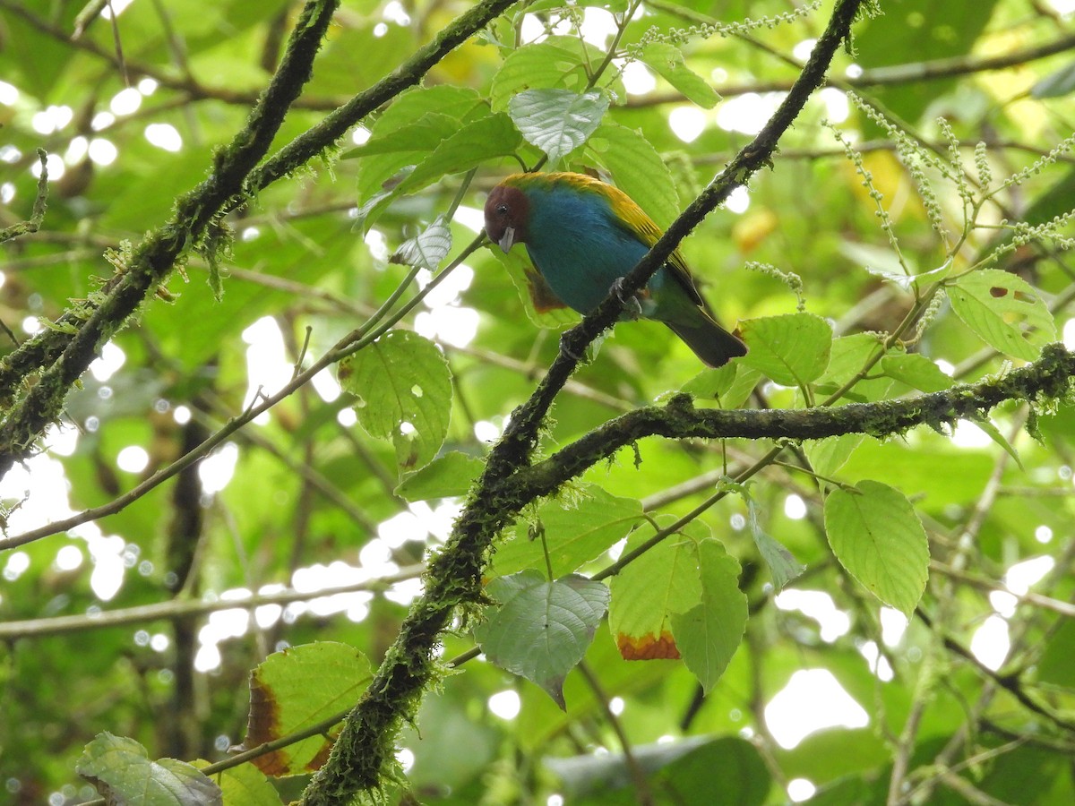 Bay-headed Tanager - ML646262069