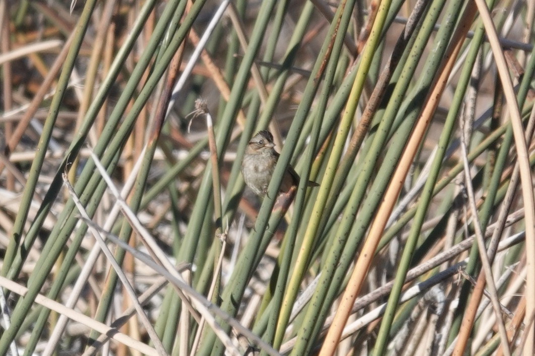 Swamp Sparrow - ML646262075