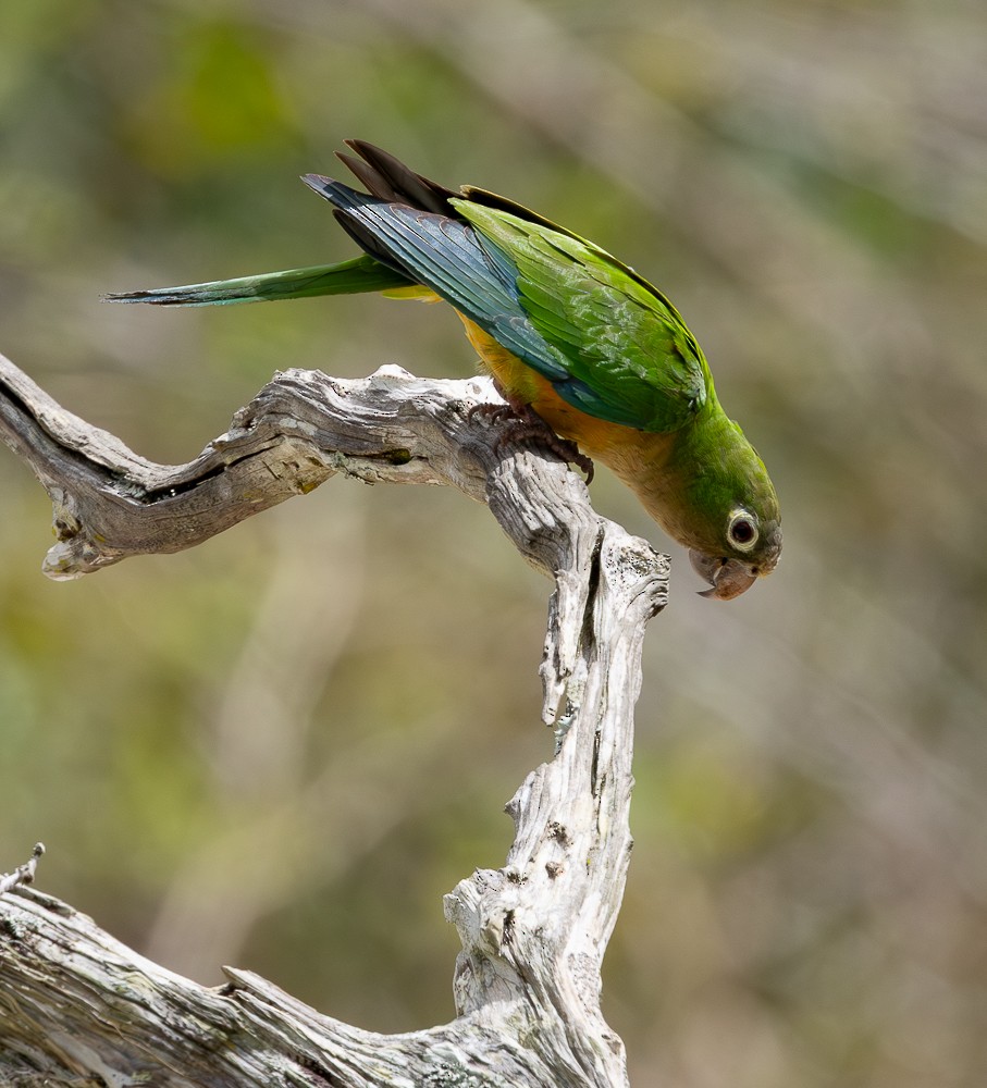 Cactus Parakeet - ML646262076