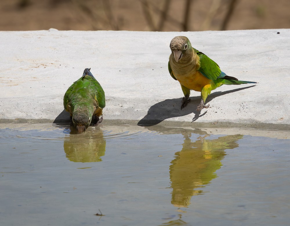 Cactus Parakeet - ML646262077