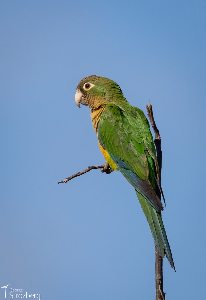Cactus Parakeet - ML646262078