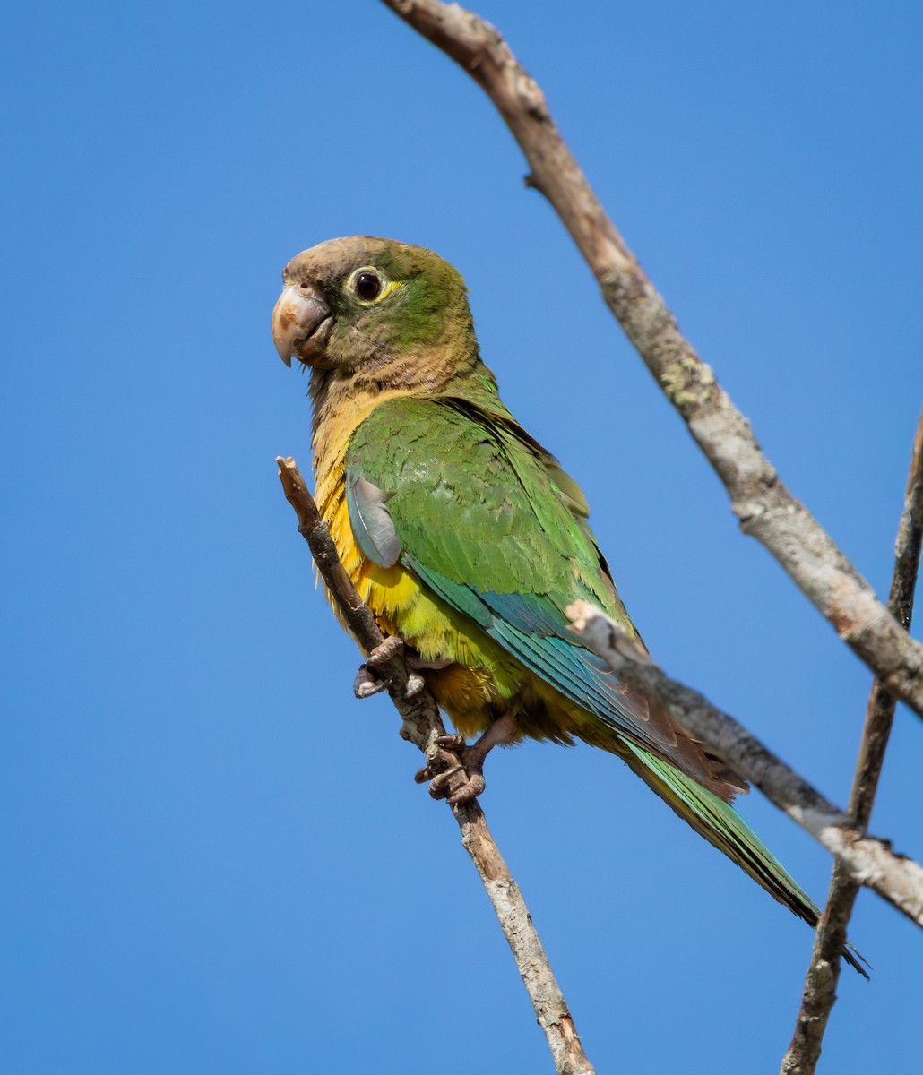 Cactus Parakeet - ML646262079