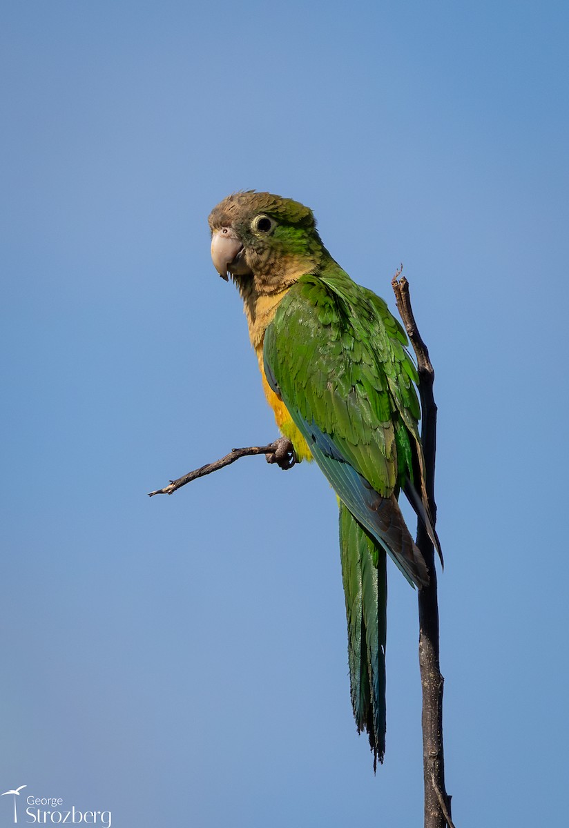 Cactus Parakeet - ML646262080