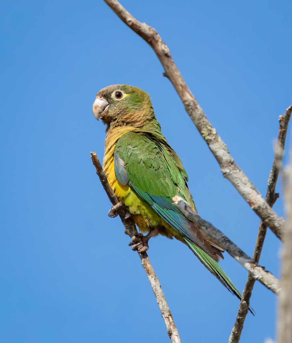 Cactus Parakeet - ML646262081