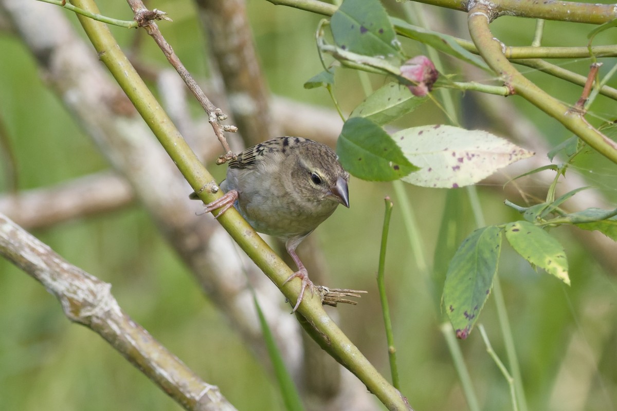 Red Fody - ML646262090