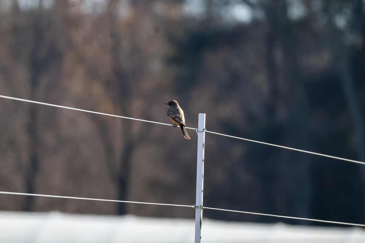 Say's Phoebe - ML646262091