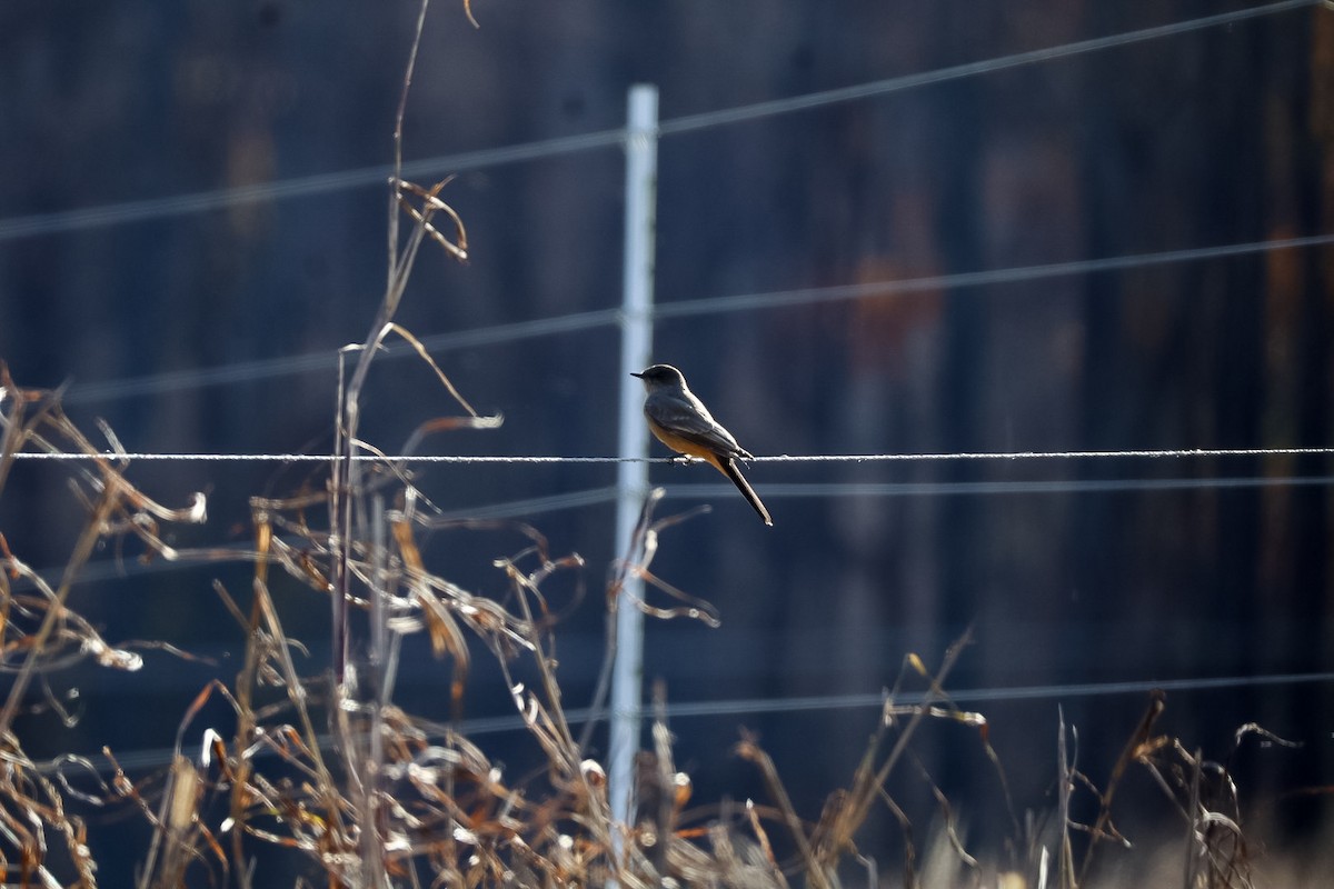 Say's Phoebe - ML646262092