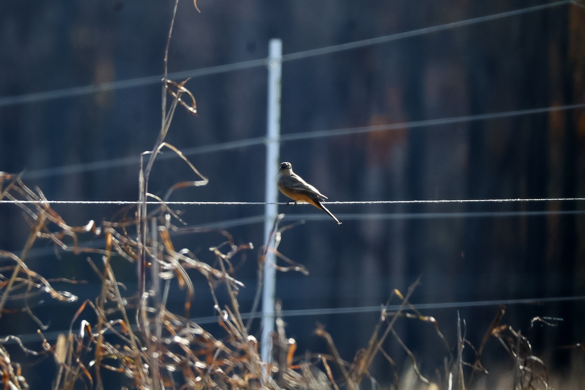 Say's Phoebe - ML646262093