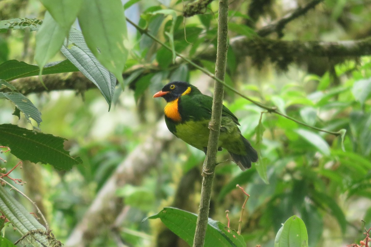 Cotinga jucunda - ML646262094