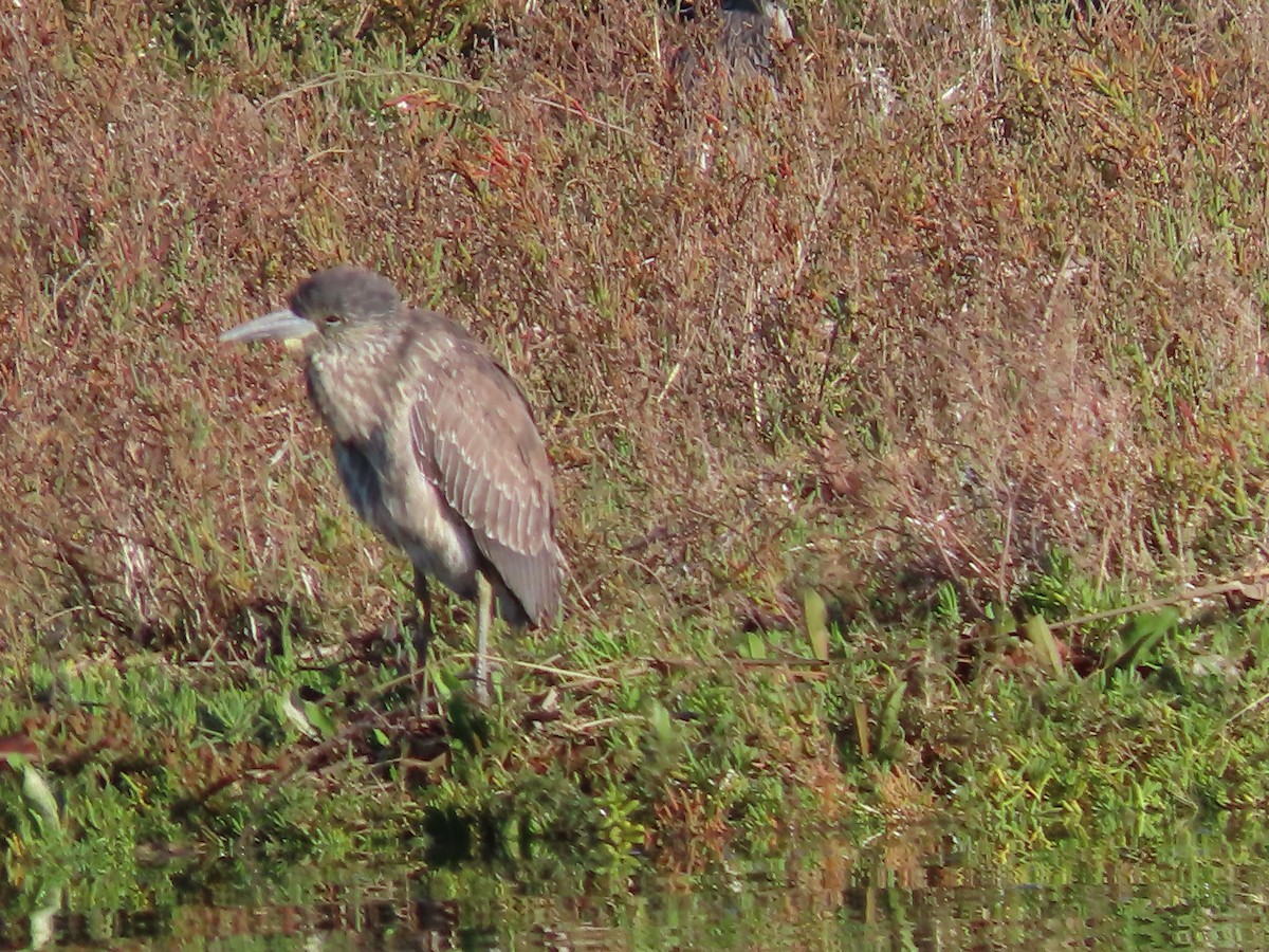 Black-crowned Night Heron - ML646262095