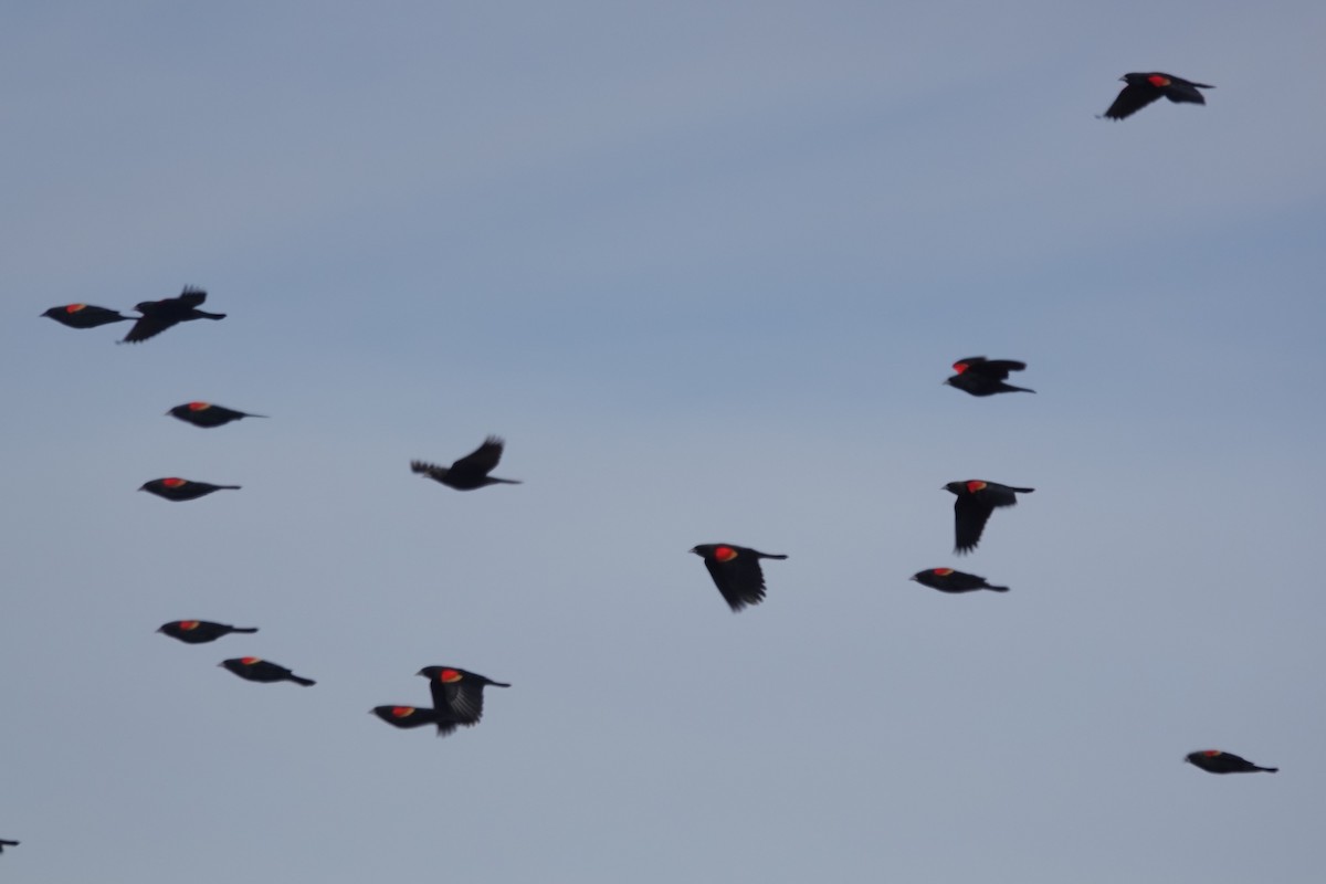 Red-winged Blackbird - ML646262097