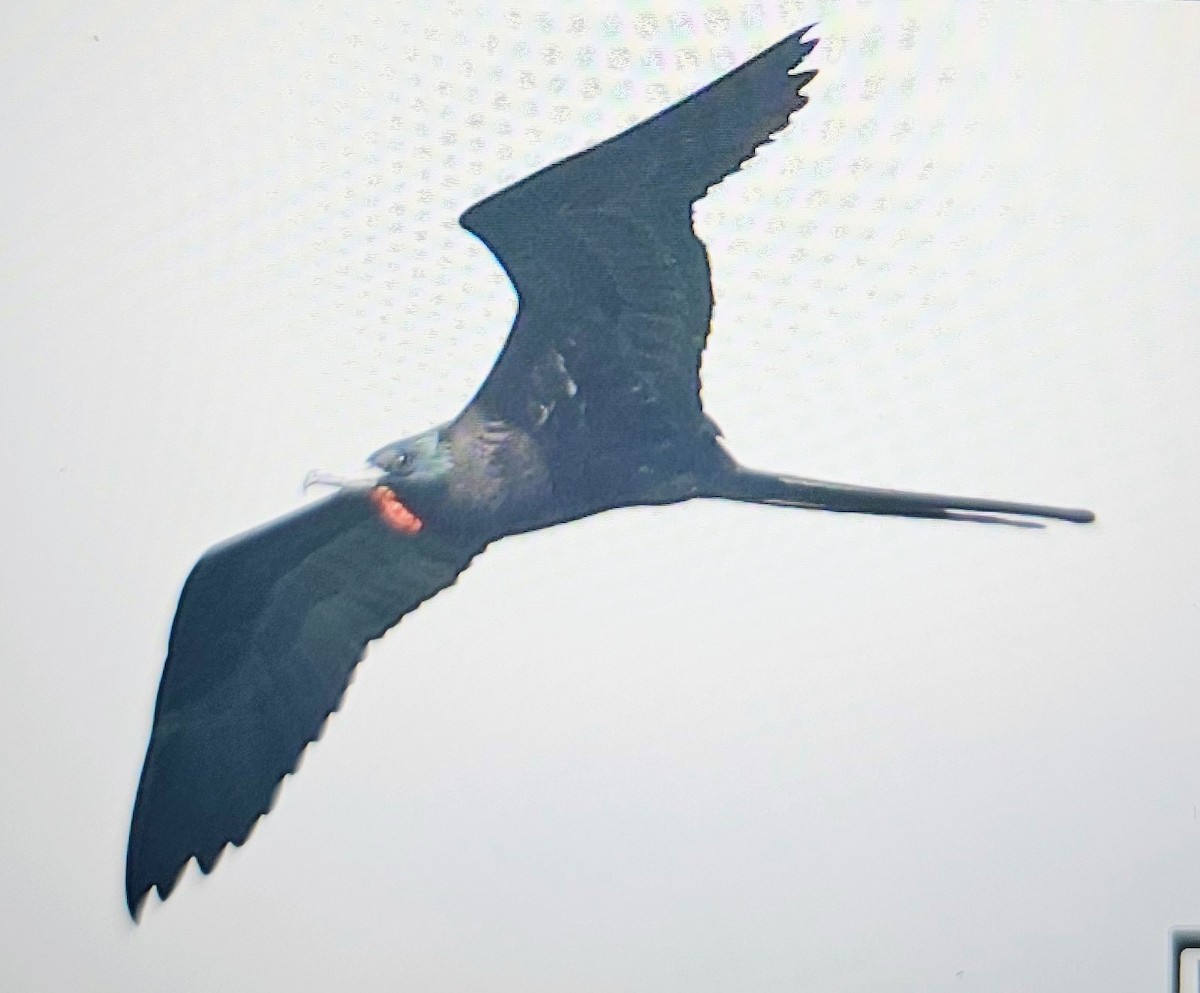 Magnificent Frigatebird - ML646262108