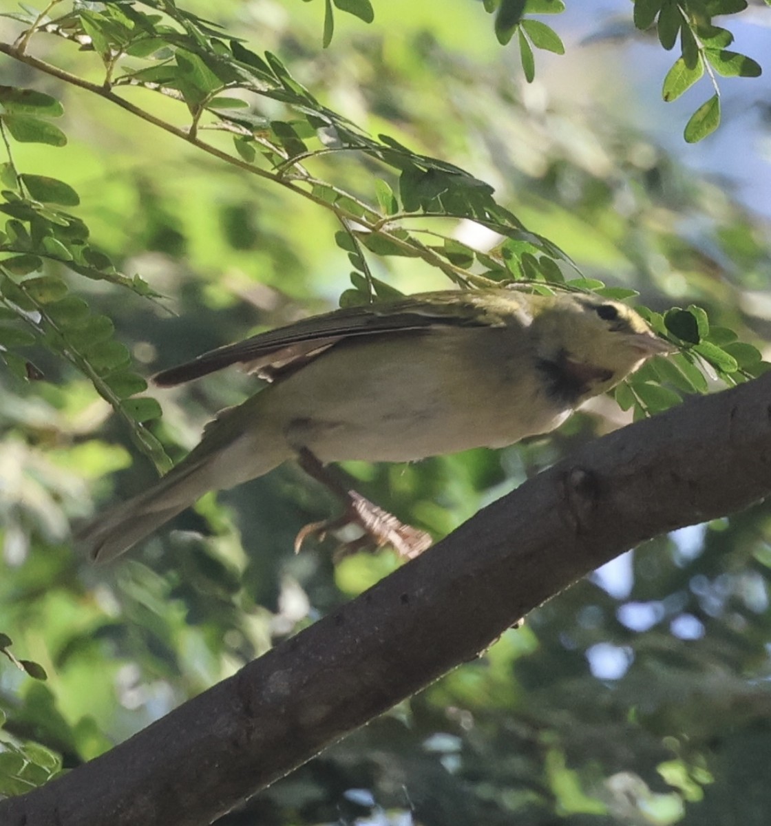 Northern Yellow Warbler - ML646262113
