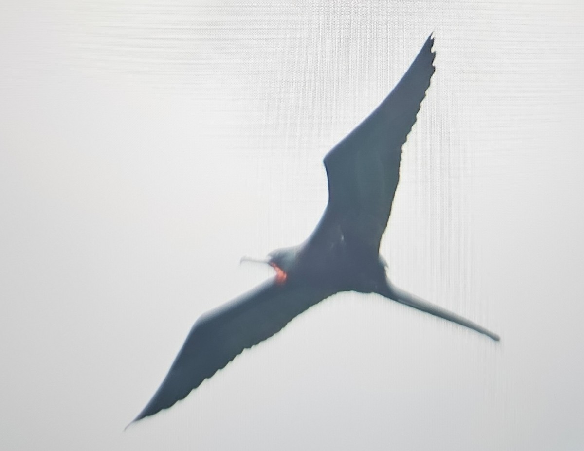 Magnificent Frigatebird - ML646262122